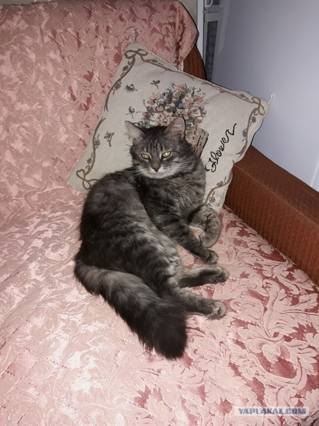 12 самых смешных котов в истории комического конкурса Comedy Pet Photography Awards