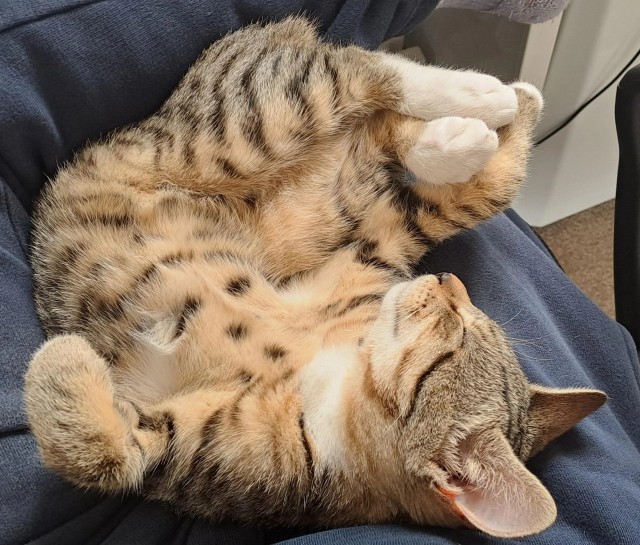 Спящих котеек тред