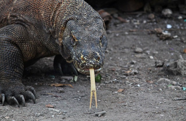 Комодский варан: Мегаящеры, способные завалить буйвола. Весь остров дрожит от их тирании