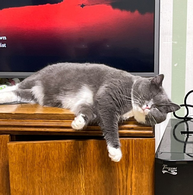 Котовторник. Маруселла.