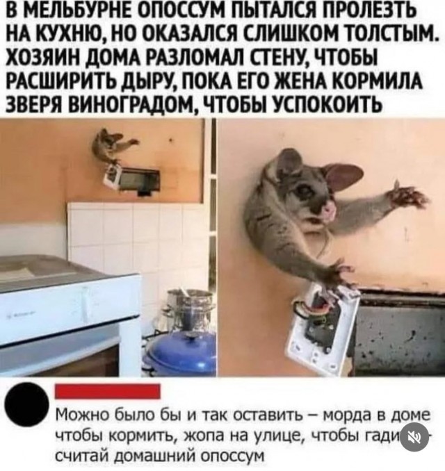 Картинки для деградации 181 (разной степени свежести)