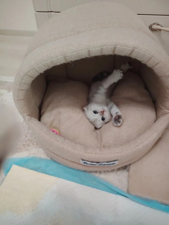 Котолизаторы, СПБ, Мурино