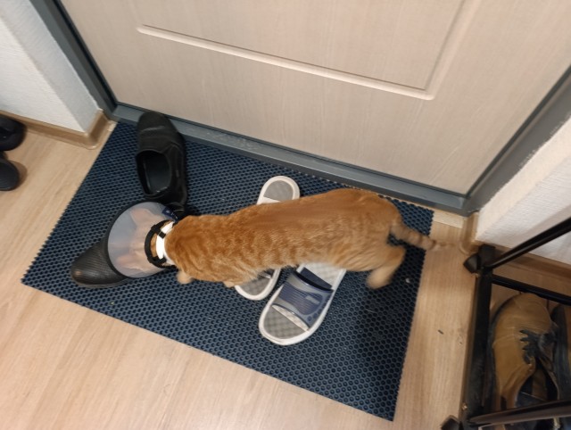 Пристраиваю котэ