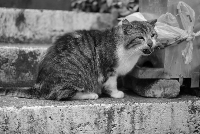 Уличные кошки Стамбула — 2