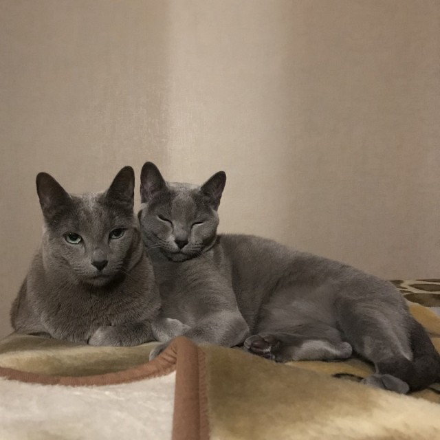 Помогите найти кота