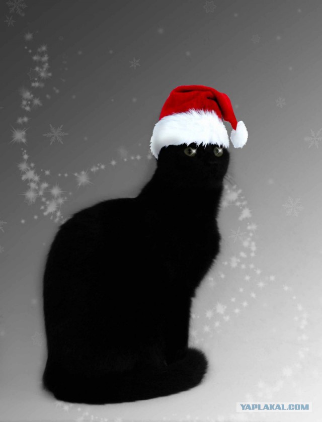 Котовторник   31.12.  2013