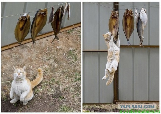 Фотки из интернета.