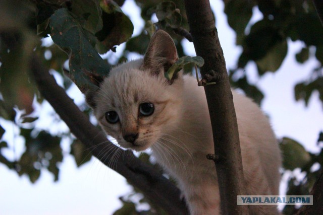 История одного кота