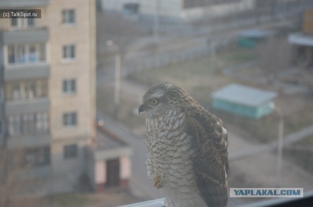 Сокол