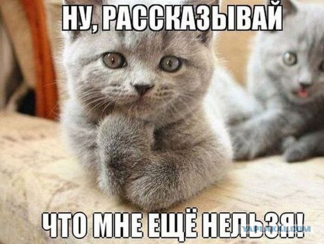 Кот решил поиграть