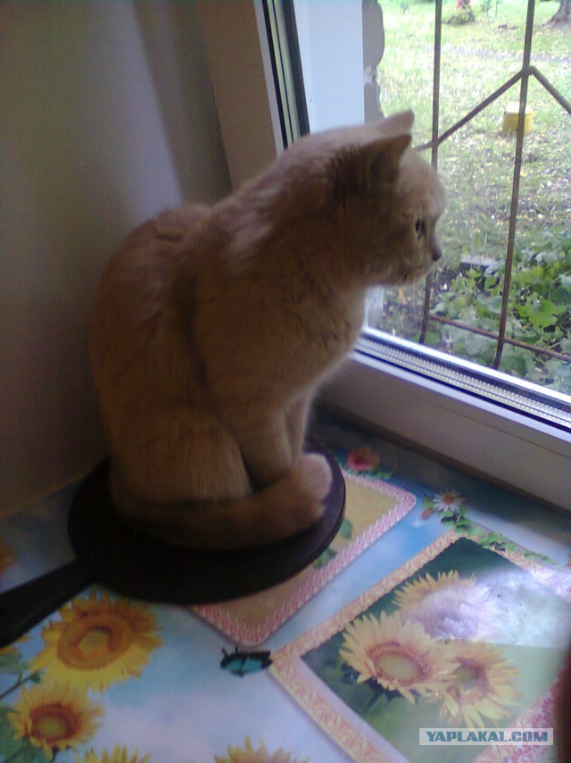 Котовторник 23.09.2014.