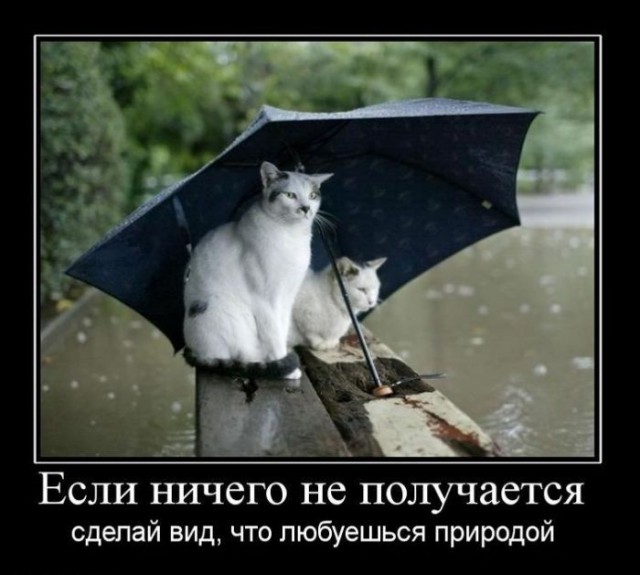 Весёлые картинки