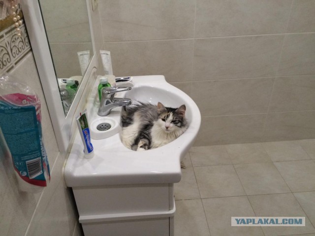 Котовторник