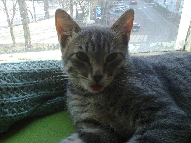 Котовторник 31.03.2015
