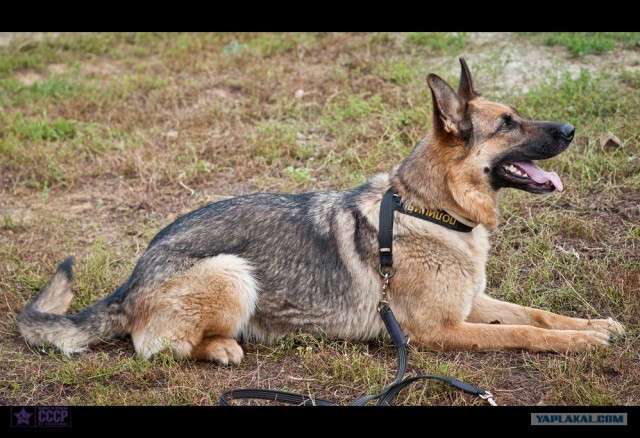 Центр кинологической службы Упр-ния на транспорте