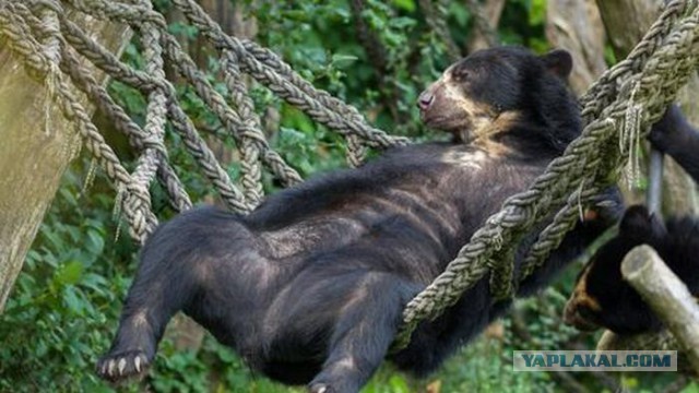 30 веселых фотографий с животными