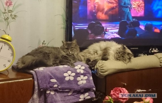 Привет кошатникам!