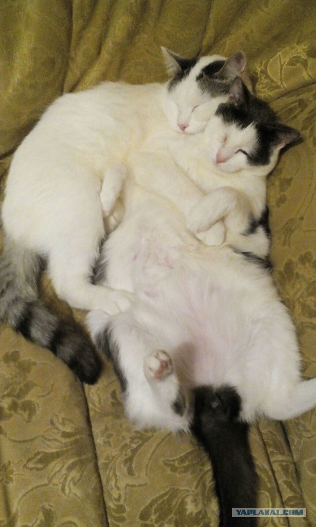 Котовторник 15.12.2015