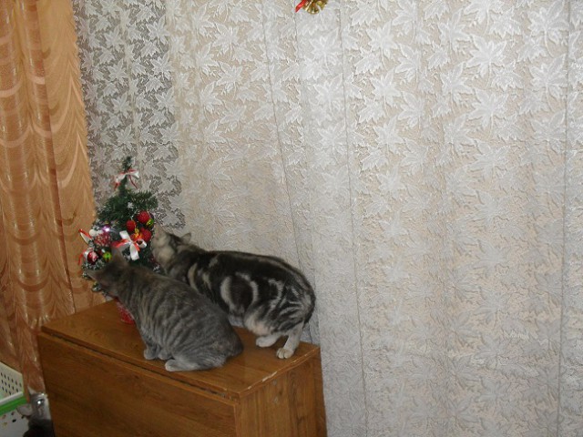 Котооо-о-о-вторник