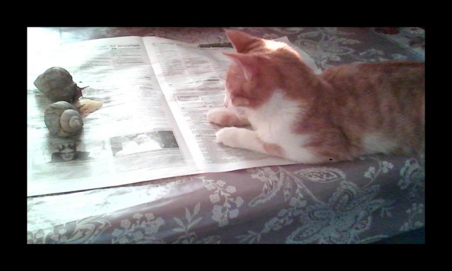 Котовторник  01.03.2016