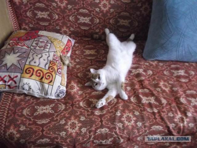 Котовторник 12.04
