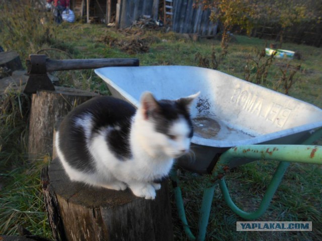 Жизнь домашнего приюта для котеек 138