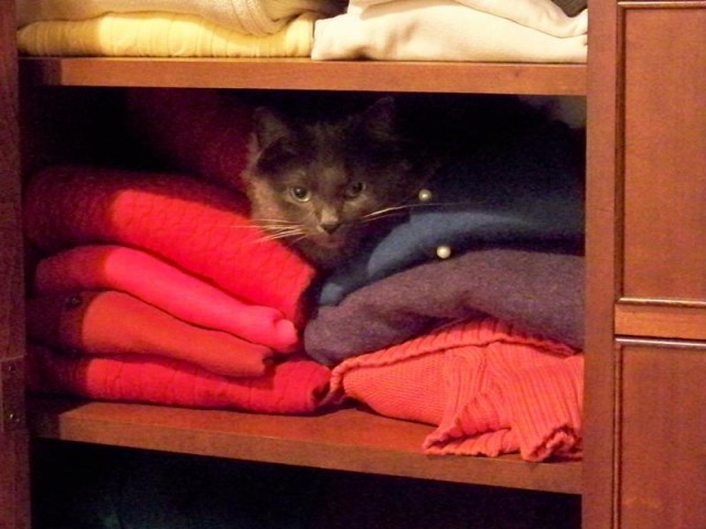 Коты из сети