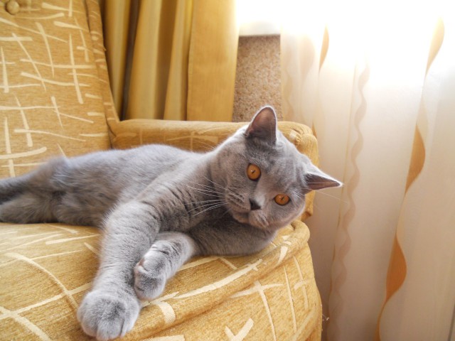 Коты из сети