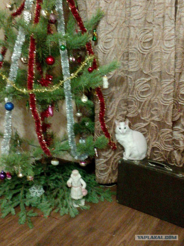 Мой кот. Это нормально?