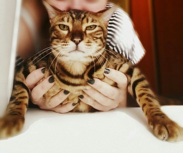 Коты и Кошки