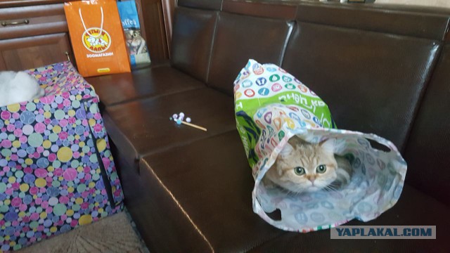 Котовторник 23/05/2017