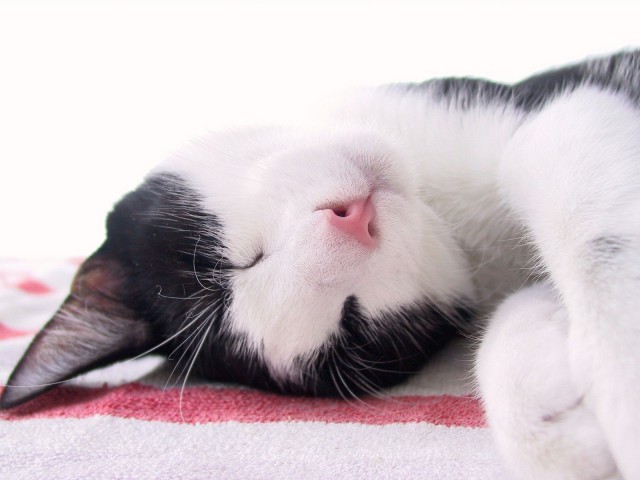 Коты и Кошки