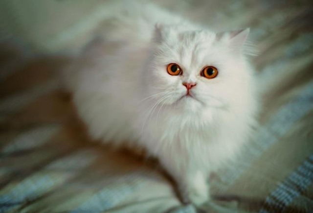 Коты и Кошки