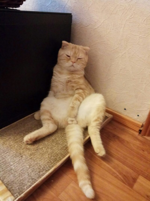 Котэ палится