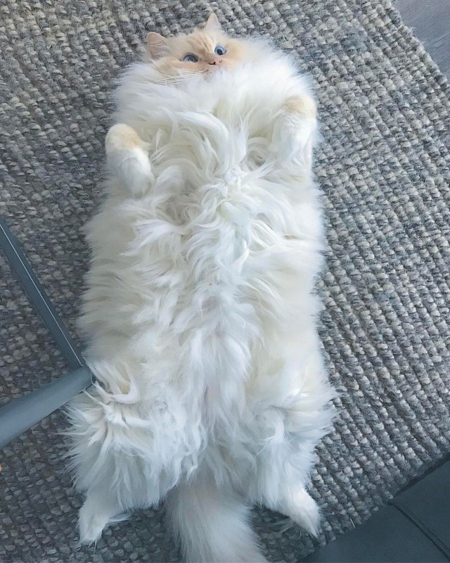 Коты и Кошки