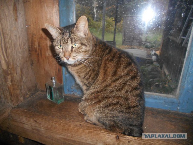 Жизнь домашнего приюта для котеек 189