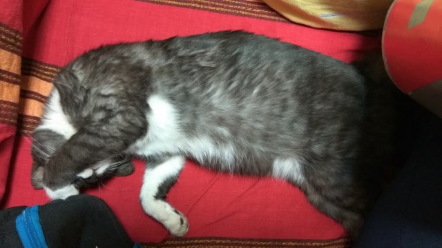 Котовторник 07.11.2017