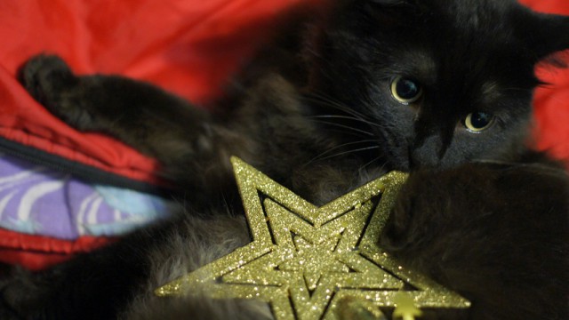 Котовторник!