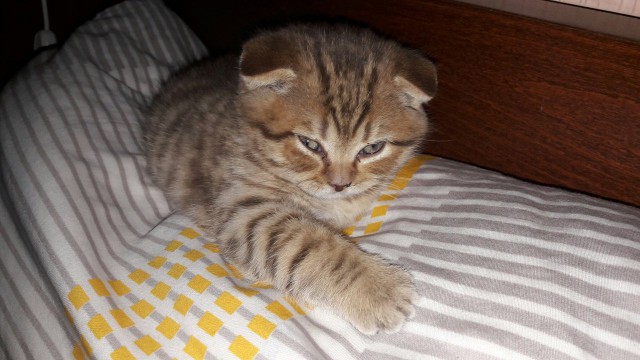 Котовторник 9.01.2018