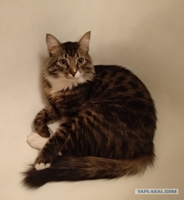 Котовторник 16.01.2018