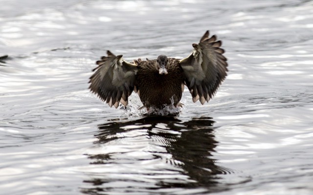Живность из сети