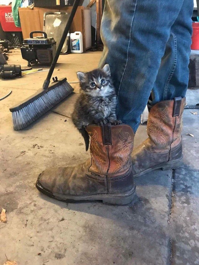 Фотобомбы котов