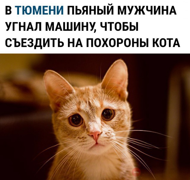 Подборка настоящих котов