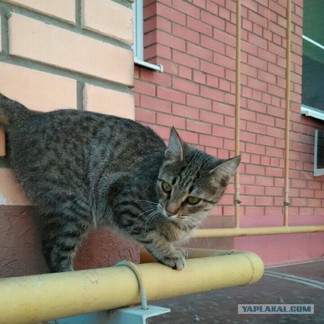 Котовторник 29.5.18