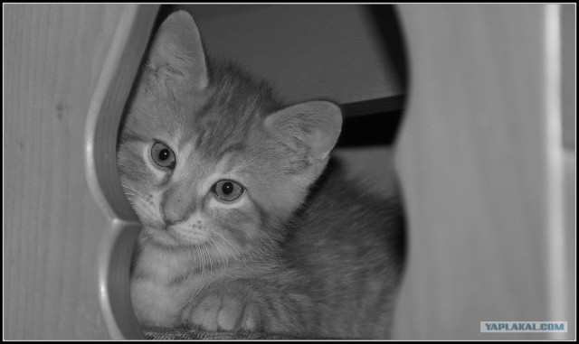 Котовторник на ЯПлакалъ (03.06), котята (31 шт)