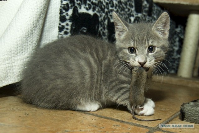 Котовторник на ЯПлакалъ! От числа 09.09.08