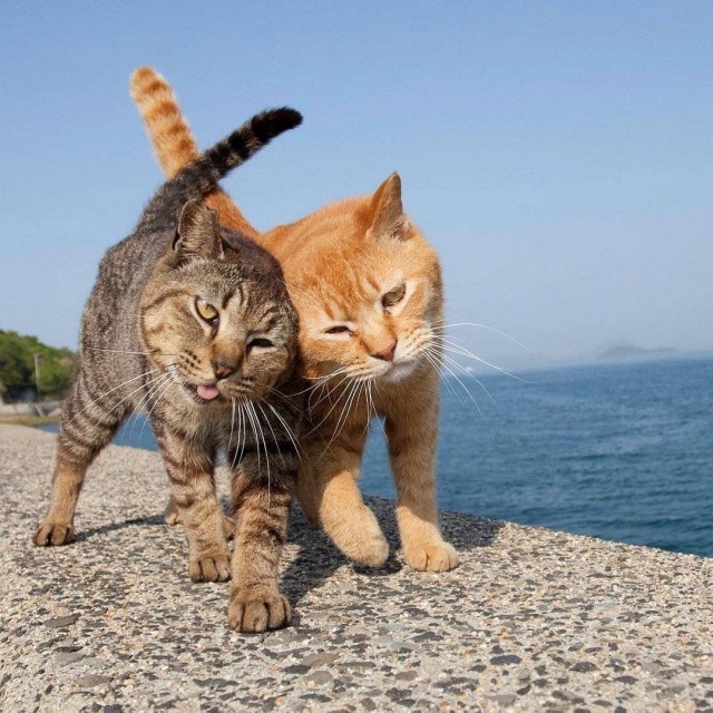 Немного милоты