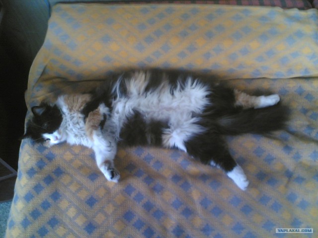 Котовторник