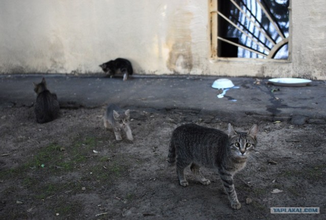 Котовторник на 6 июля