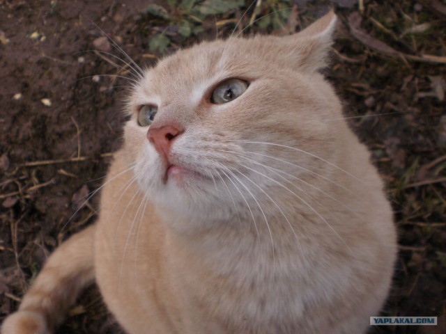Котовторник на середину июня